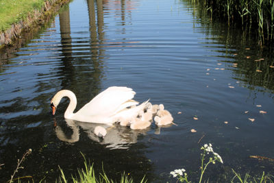 Foto 4 uit ZwaanMet8Jongen