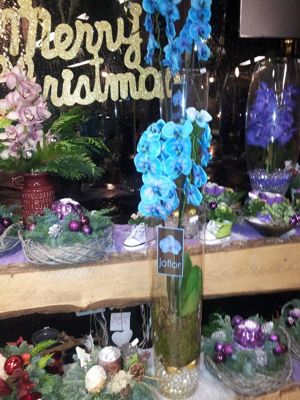 Foto 172 uit NeelyshaBloemen