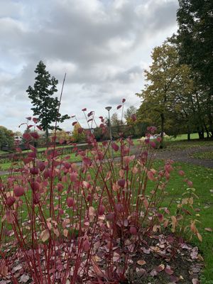 Foto 120 uit Herfst In Beverwaard