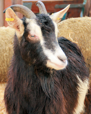 Foto 21 uit Sinterklaas 2009B.W