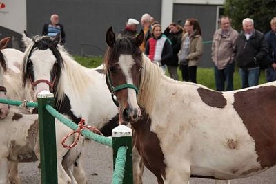 Foto 58 uit Paardenmarkt29-6