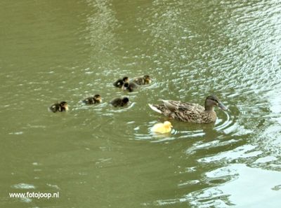 Foto 16 uit schouwen_scholieren