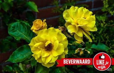 Foto 688 uit LIKEJEWIJK FOTO'S_2