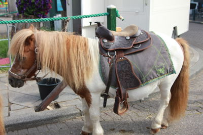 Foto 9 uit Paardenmarkt 2018