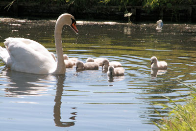Foto 7 uit ZwaanMet8Jongen