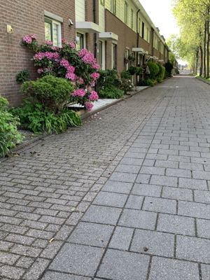 Foto 495 uit Rondje Beverwaard 2026