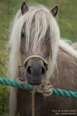Foto 18 uit Paardenmarkt25-6