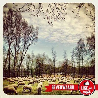 Foto 279 uit LIKEJEWIJK FOTO'S