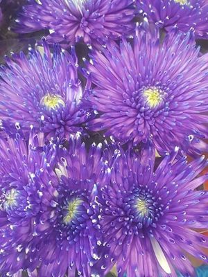 Foto 251 uit NeelyshaBloemen