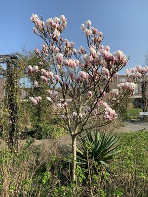 Foto 84 uit Rondje Beverwaard 2026