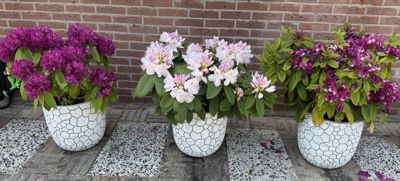 Foto 575 uit Rondje Beverwaard 2026