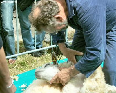 Foto 44 uit Paardenmarkt new07