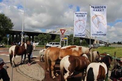 Foto 108 uit Paardenmarkt29-6