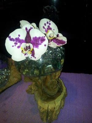 Foto 57 uit NeelyshaBloemen