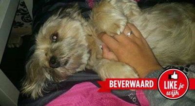 Foto 346 uit LIKEJEWIJK FOTO'S_2