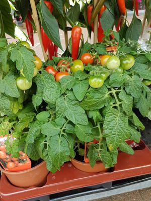 Foto 108 uit NeelyshaBloemen