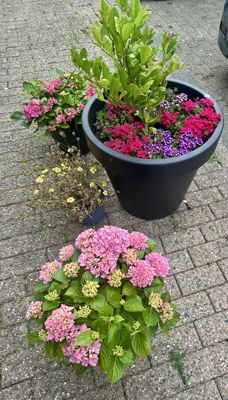 Foto 279 uit Rondje Beverwaard 2026