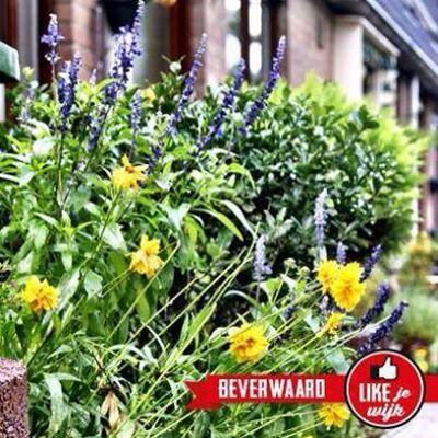 Foto 709 uit LIKEJEWIJK FOTO'S_2