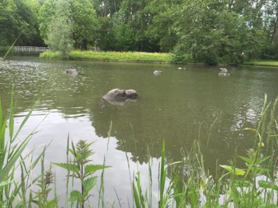 Foto 102 uit BENSVSTORMPOLDER