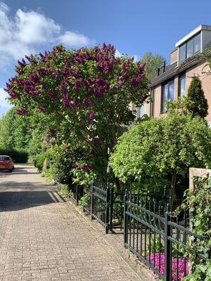 Foto 253 uit StratenBEVERWAARD