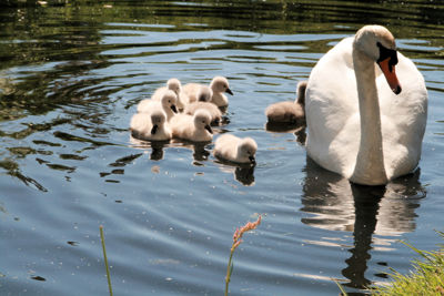 Foto 6 uit ZwaanMet8Jongen