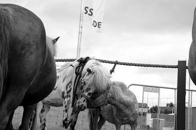 Foto 11 uit Paardenmarkt29-6