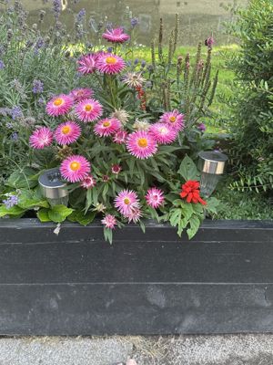 Foto 368 uit Rondje Beverwaard 2026