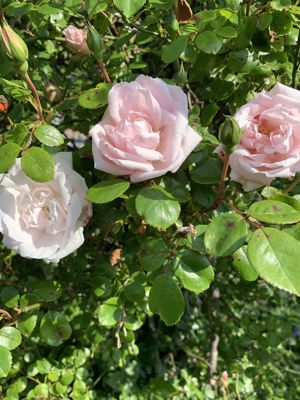 Foto 230 uit Rondje Beverwaard 2026