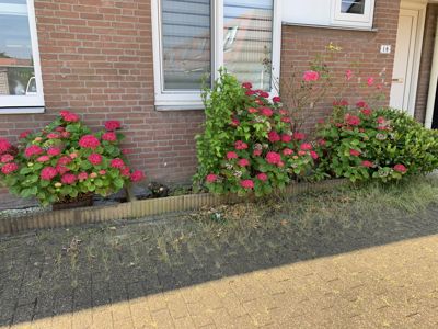 Foto 314 uit Rondje Beverwaard 2026