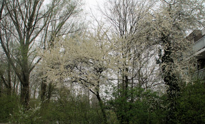 Foto 4 uit StratenBEVERWAARD