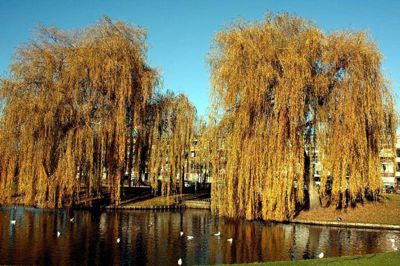 Foto 74 uit Herfst In Beverwaard