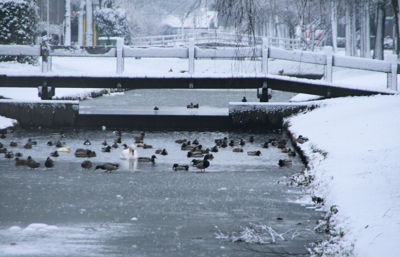 Foto 8 uit Kerst Beverwaard09