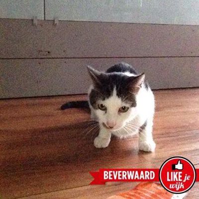 Foto 146 uit LIKEJEWIJK FOTO'S_2