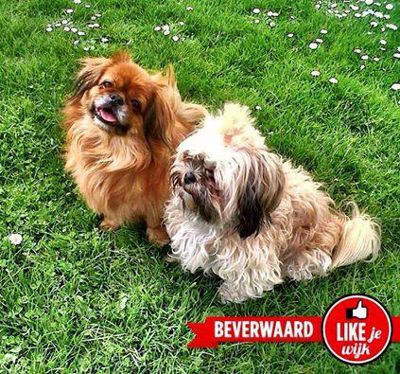 Foto 221 uit LIKEJEWIJK FOTO'S_2