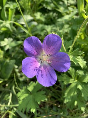 Foto 232 uit Rondje Beverwaard 2026