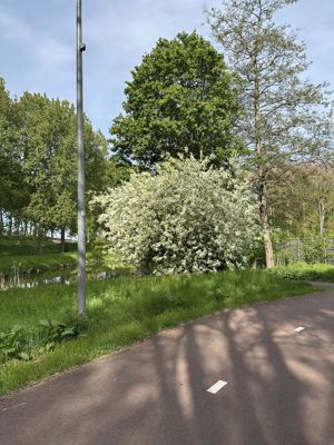 Foto 223 uit Rondje Beverwaard 2026