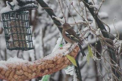 Foto 5 uit WinterIn Beverwaard_2