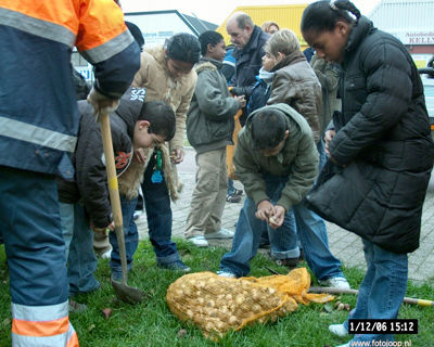 Foto 92 uit bloembollen planten
