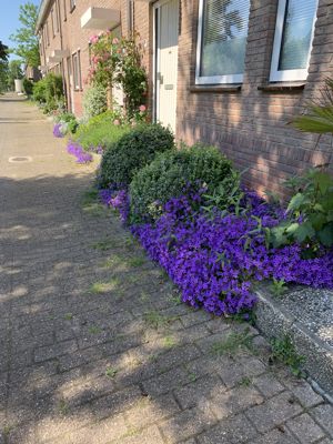 Foto 68 uit Rondje Beverwaard 2026