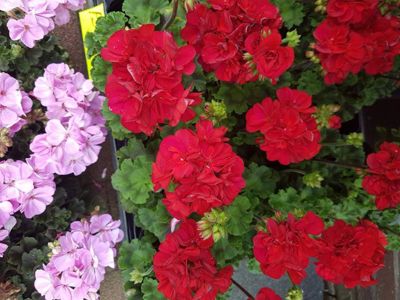 Foto 192 uit NeelyshaBloemen