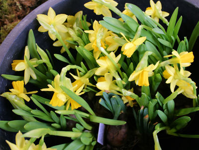 Foto 50 uit Rkregenboog25_3_09