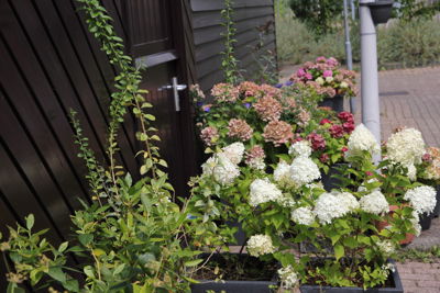 Foto 95 uit Herfst In Beverwaard