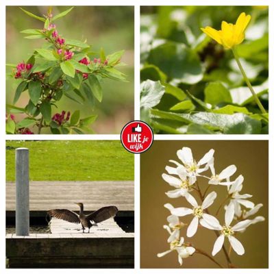 Foto 84 uit LIKEJEWIJK-2016