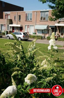 Foto 7 uit LIKEJEWIJK FOTO'S_3