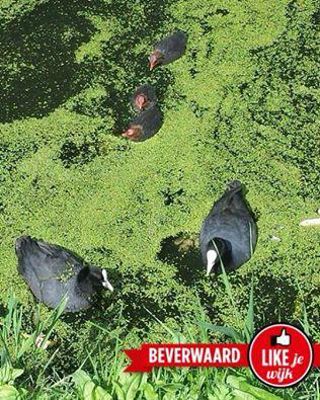 Foto 520 uit LIKEJEWIJK FOTO'S_2