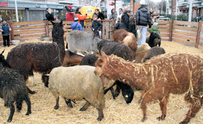 Foto 32 uit Sinterklaas 2009B.W