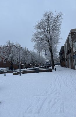 Foto 12 uit X- Sneeuw in de Beverwaard 2026