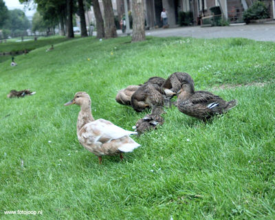 Foto 2 uit vervuiling singel bw