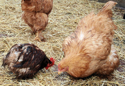 Foto 20 uit Sinterklaas 2009B.W