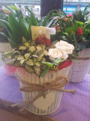 Foto 34 uit NeelyshaBloemen